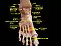 Tobillo y articulaciones tarsometatarsianas. Disección profunda. Vista anterior.