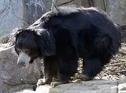 Sloth Bear Washington DC