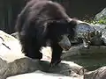 oso hocicón