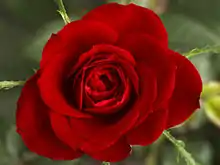 Color rojo de una rosa