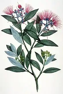 Pōhutukawa, (Metrosideros excelsa), obtenida en la bahía Mercurio, Nueva Zelanda, 5-15 de noviembre de 1769. Grabado a color de Gabriel Smith a partir de un dibujo de Sydney Parkinson. Museo de Historia Natural, Londres.