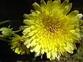 Malacothrix glabrata, photographed at Joshua Tree National Park.