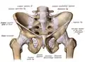 Ligamentos de la pelvis. Visión anterior.