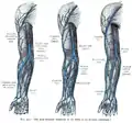 Las variaciones más frecuentes de las venas del antebrazo (esquema).