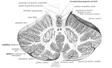 Corte transversal del cerebelo humano, mostrando el núcleo dentado y corte transversal del vermis.