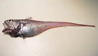 Malacocephalus laevis