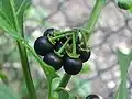 Solanum nigrum, revienta caballo