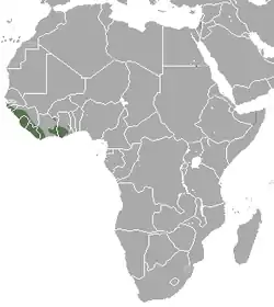 Distribución del mangabeye gris