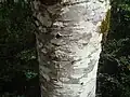 Corteza de  sorbellano (Sorbus aucuparia)