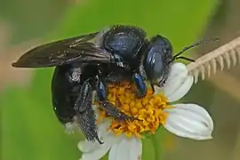 Xylocopa micans, Eco Pond, Everglades National Park, USA