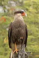 Carancho (caracara plancus).