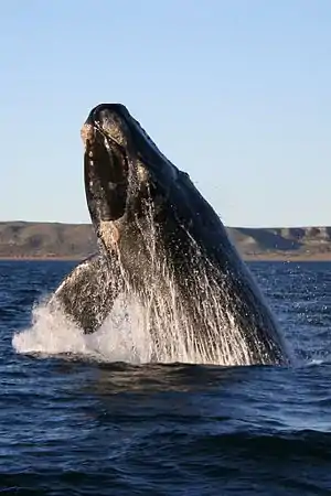 Península Valdés recibe la mayor población reproductora de ballenas francas australes del mundo, con más de 2.000, catalogadas por el Whale Conservation Institute y el Ocean Alliance, y fue declarada por la Unesco como Patrimonio Natural de la Humanidad.