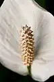 Espádice de Spathiphyllum en Brasil