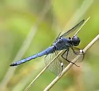 Libellula cyanea