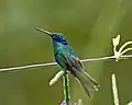 Colibrí grande