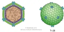 Cápside de la familia Sphaerolipoviridae que infecta arqueas y bacterias.