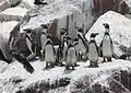 Pingüinos de Humboldt en las islas Ballestas.