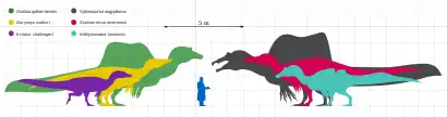 Scale drawing; Baryonyx was much bigger than a human, but mid-sized compared with other spinosaurids.