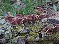 Schizophyllum commune Grand Rapids, Michigan