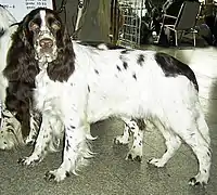 Springer spaniel inglés