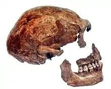 Cráneo parte del esqueleto conocido como Spy 2. En las conclusiones del anuncio, en 1887, los autores llegaron a la falsa idea que los neandertales andaban con las rodillas dobladas aunque pudieron demostrar, por primera vez, que su posición era erguida.