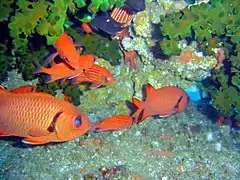 Bajo coral Tubastraea micranthus, junto a ejemplares de Myripristis murdjan en Mozambique