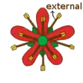 Estambres biseriados diplostémonos. La posición más común en flores con dos verticilos de estambres. "External": verticilo externo.