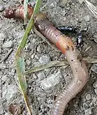 Adulto atacando una lombriz de tierra.