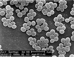 Staphylococcus aureus (Firmicutes)