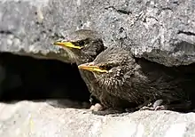 Polluelos a la espera de ser alimentados.