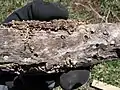 Galerías de varias especies de los escarabajos perforadores de la madera, que suelen estar rellenos de frass
