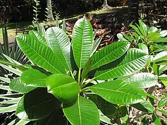 Hojas de P. obtusa.