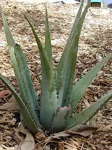 Aloe vera.