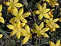 Zephyranthes citrina