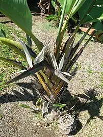 Strelitzia nicolai.