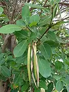 Tabebuia rosea.