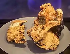 Este cráneo, TM 1517, es el holtipo de la especie Paranthropus robustus. Tiene unos 2 millones de años.
