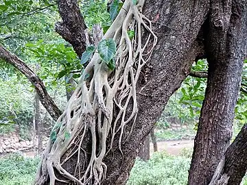 Las plantas estranguladoras comenzaron su vida como epífitas de raíces leñosas.