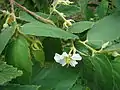 Flor del árbol de frutos de fresa