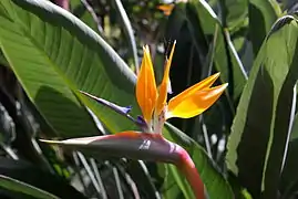 Espata en la inflorescencia de Strelitzia, las "aves del paraíso" (Strelitziaceae).