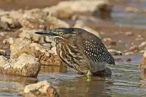 B. s. chloriceps, India