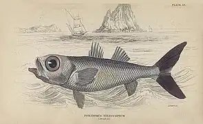 Dibujo de Epigonus telescopus (antes Pomatomus telescopus) de 1835.