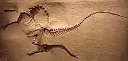Esqueleto de un Ornithomimidae