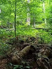 Bosque en Stužica