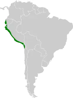 Distribución de la loica peruana