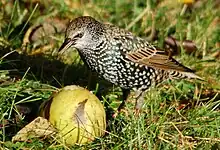 Estornino pinto comiendo fruta.