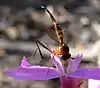 Stylogaster, mosca Conopidae, con su largo ovipositor