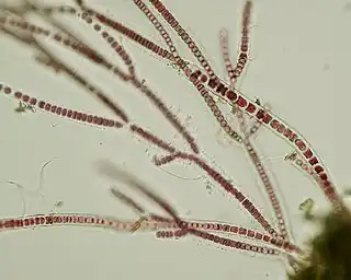 Stylonema (Stylonematophyceae), con crecimiento filamentoso