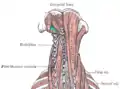 Triángulo suboccipital