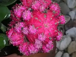 Variegación por falta de clorofila en Gymnocalycium mihanovichii